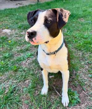 Benelli -  Mixed Breed Dog for Adoption in Point Pleasant, West Virginia - Benelli | PetCurious