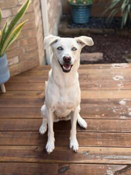 Rory Right on Time TV Watching Family Girl -  Husky and Yellow Labrador Retriever Dog for Adoption in Friendswood, Texas - Rory Right On Time TV Watching Family Girl | PetCurious