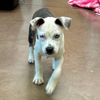 Pearl -  Terrier Dog for Adoption in Chattanooga, Tennessee - Pearl | PetCurious