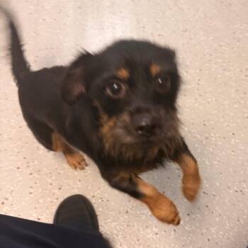Blueberry -  Australian Terrier Dog for Adoption in Indianapolis, Indiana - Blueberry | PetCurious