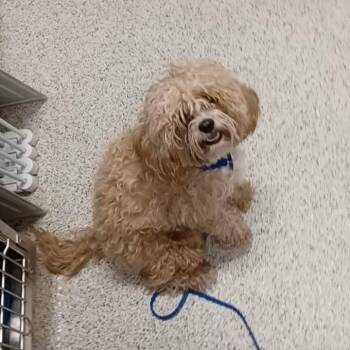 Poodle and Mixed Breed Dogs Available for Adoption in Oak Park, Illinois - Bunny/FPAC886 | PetCurious