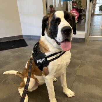 SWEETEST SAINT EVER -  Saint Bernard Dog for Adoption in Northwood, Ohio - SWEETEST SAINT EVER | PetCurious