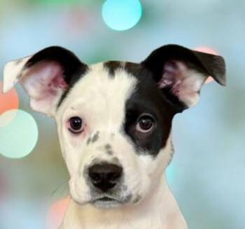 Mixed Breed Dogs Available for Adoption in Schaumburg, Illinois - Betsy | PetCurious