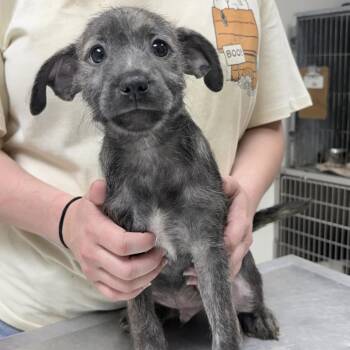 Buck-5050 -  Terrier Dog for Adoption in Tyler, Texas - Buck-5050 | PetCurious