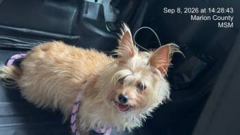 CHANEL -  Yorkshire Terrier and Mixed Breed Dog for Adoption in Ocala, Florida - CHANEL | PetCurious