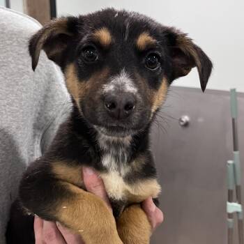 German Shepherd Dog and Cattle Dog Dogs Available for Adoption - Bloom | PetCurious