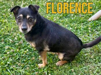 Miniature Pinscher Dogs Available for Adoption in Texarkana, Texas - Florence In Texarkana TX | PetCurious