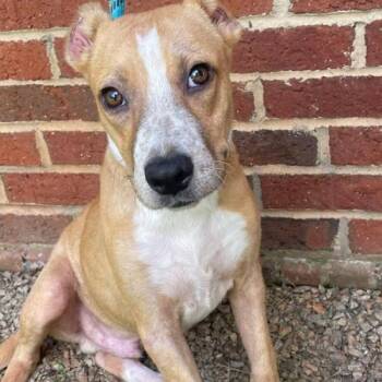 Ely -  Boxer and Mixed Breed Dog for Adoption in Chester, Maryland - Ely | PetCurious