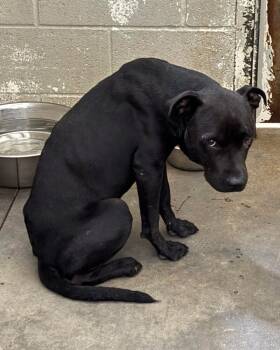 Rescue Pit Bull Terrier and Mixed Breed Dogs for Adoption in Jackson, Tennessee - Hex | PetCurious