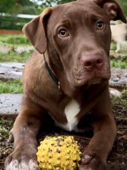 Delbert -  Labrador Retriever Dog for Adoption in Joshua, Texas - Delbert | PetCurious
