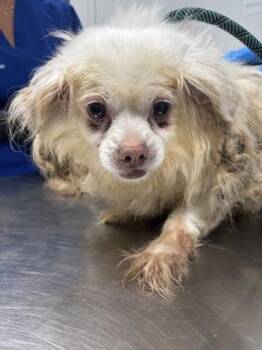 Muffin 990-26 -  Cocker Spaniel and Mixed Breed Dog for Adoption in Cumming, Georgia - Muffin 990-26 | PetCurious