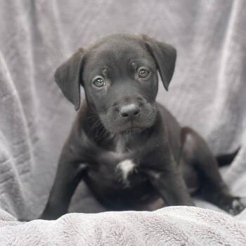 Shepherd and Labrador Retriever Dogs Available for Adoption in San Diego, California - Dakota Pup - Plains | PetCurious