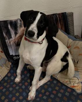 Abe -  Terrier Dog for Adoption in Ellijay, Georgia - Abe | PetCurious