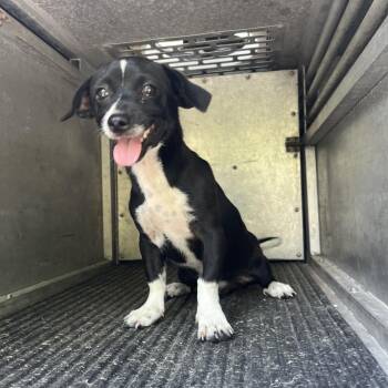 Kolache -  Chihuahua and Dachshund Dog for Adoption in Edinburg, Texas - Kolache | PetCurious