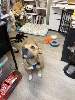 Dolly -  Mixed Breed Dog for Adoption in Georgetown, South Carolina - Dolly | PetCurious