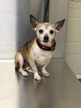 Chihuahua Dogs Available for Adoption in Winder, Georgia - 2026-04-126 *Ringo* | PetCurious