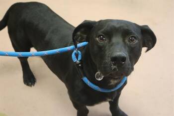 DEOGI -  Mixed Breed Dog for Adoption in Columbia, South Carolina - DEOGI | PetCurious