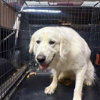 Kahleesi -  Great Pyrenees Dog for Adoption in Gadsden, Alabama - Kahleesi | PetCurious