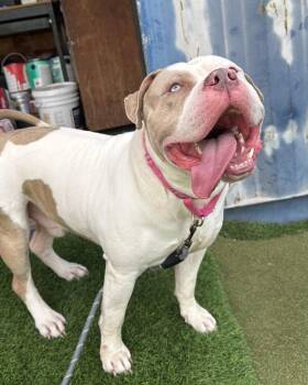 American Bully Dogs Available for Adoption in Novato, California - Buster | PetCurious