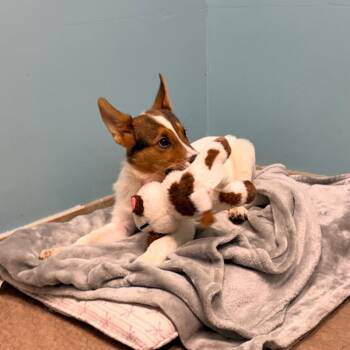 Alice -  Shetland Sheepdog Sheltie and Collie Dog for Adoption in Columbus, Georgia - Alice | PetCurious