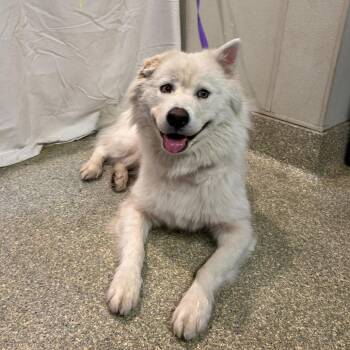 Stray-A-144347 -  Siberian Husky Dog for Adoption in San Gabriel, California - Stray-A-144347 | PetCurious