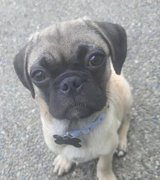 Ginger -  Pug Dog for Adoption in Roseburg, Oregon - Ginger | PetCurious