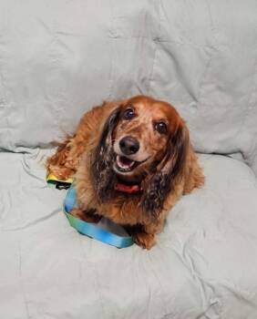Tali -  Dachshund Dog for Adoption in Sunderland, Maryland - Tali | PetCurious