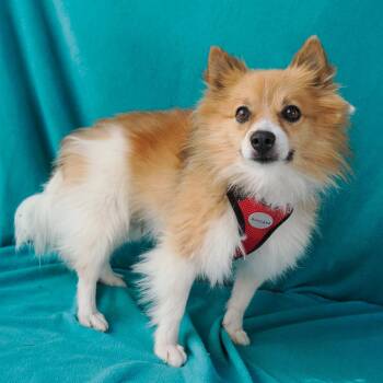 FRIDA bonded to OSO -  Pomeranian Dog for Adoption in Richmond, California - FRIDA Bonded To OSO | PetCurious