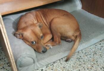 Ellie Mae -  Hound Dog for Adoption in Osteen, Florida - Ellie Mae | PetCurious