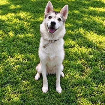 AURORA (Rescues Welcome) -  Husky Dog for Adoption in Wyandotte, Michigan - AURORA (Rescues Welcome) | PetCurious