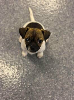 Bam Bam -  Chihuahua and Pug Dog for Adoption in Sparta, Illinois - Bam Bam | PetCurious