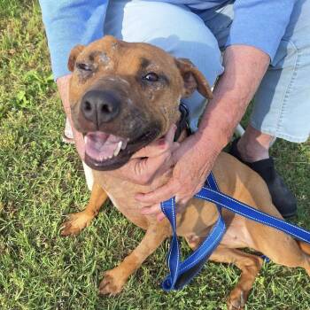 Pit Bull Terrier Dogs Available for Adoption in Columbia, South Carolina - Seraphina | PetCurious