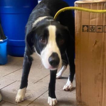 Courage Stray Hold 7/16 -  Mixed Breed Dog for Adoption in Huntington, West Virginia - Courage Stray Hold 7/16 | PetCurious