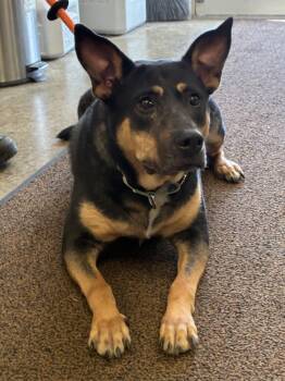 Rescue Shepherd Dogs for Adoption in Indiana, Pennsylvania - Angel | PetCurious