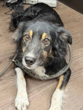 Shakira -  Australian Shepherd and Mixed Breed Dog for Adoption in Gillette, Wyoming - Shakira | PetCurious