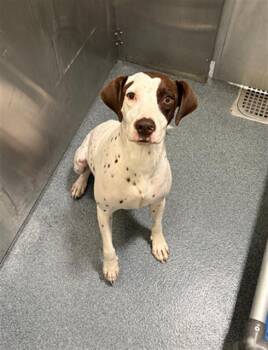 LILLY -  Mixed Breed Dog for Adoption in Dallas, Texas - LILLY | PetCurious