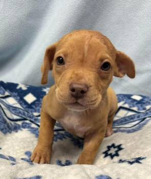 Pierogi -  American Staffordshire Terrier and Catahoula Leopard Dog Dog for Adoption in Copiague, New York - Pierogi | PetCurious