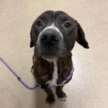 Rescue Pit Bull Terrier Dogs for Adoption in Bristol, Indiana - Portugal | PetCurious