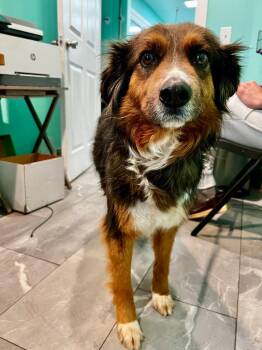 Australian Shepherd and Retriever Dogs Available for Adoption - Carmilla Carmine | PetCurious
