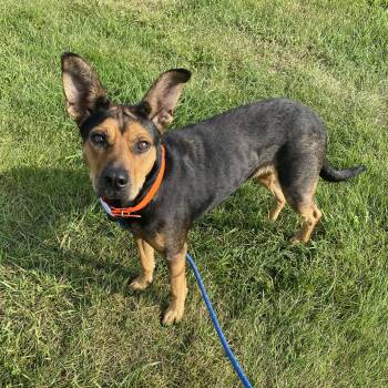 Georgia -  German Shepherd Dog Dog for Adoption in Allegan, Michigan - Georgia | PetCurious