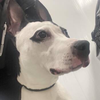 Mixed Breed Dogs Available for Adoption - Asphalt | PetCurious