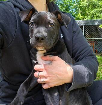 Terrier and American Bully Dogs Available for Adoption in Glocester, Rhode Island - Sadie | PetCurious