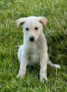 Mabel -  Labrador Retriever and German Shepherd Dog Dog for Adoption in Glocester, Rhode Island - Mabel | PetCurious