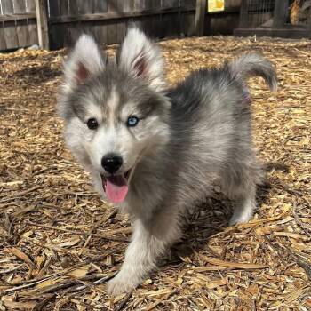 Siberian Husky Dogs Available for Adoption in Blaine, Minnesota - Atlas | PetCurious