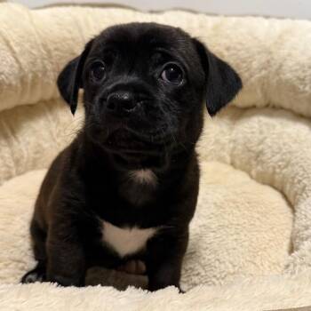 Jazz -  Chihuahua and Shar Pei Dog for Adoption in Cedar Park, Texas - Jazz | PetCurious