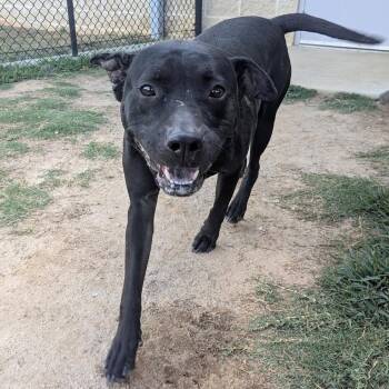 VIVIAN  Available NOW - ADOPTION or RESCUE! -  Mixed Breed Dog for Adoption in Nashville, North Carolina - VIVIAN  Available NOW - ADOPTION Or RESCUE! | PetCurious
