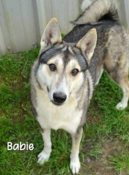 Babie -  Husky Dog Available for Adoption in Gautier, Mississippi - Babie | PetCurious