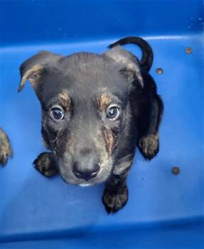 THEA -  Mixed Breed Dog for Adoption in Dallas, Texas - THEA | PetCurious