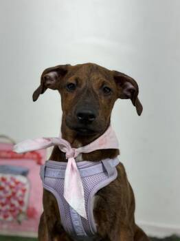 Nelson Muntz-One of our Amazing Rescue Dogs -  Plott Hound and Mountain Cur Dog for Adoption in Carlsbad, California - Nelson Muntz-One Of Our Amazing Rescue Dogs | PetCurious
