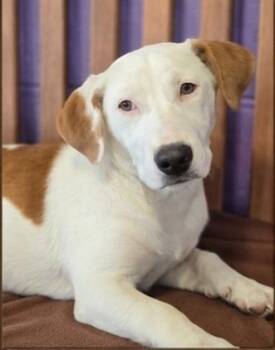 Basset Hound Dogs Available for Adoption in North Prairie, Wisconsin - **SHORTY** | PetCurious